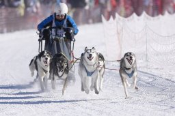 Lenk 2013